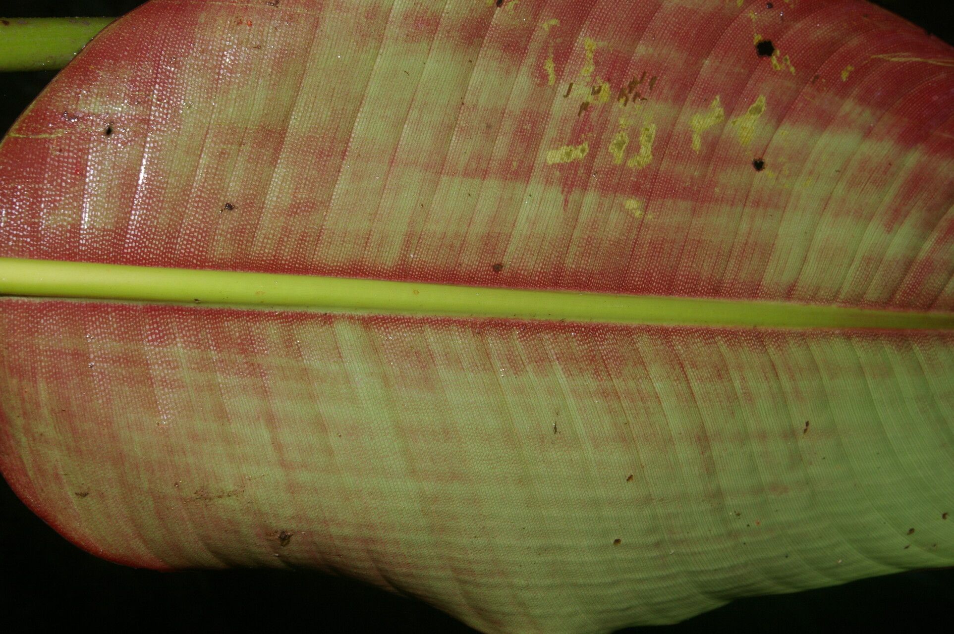 Heliconia reticulata fruit