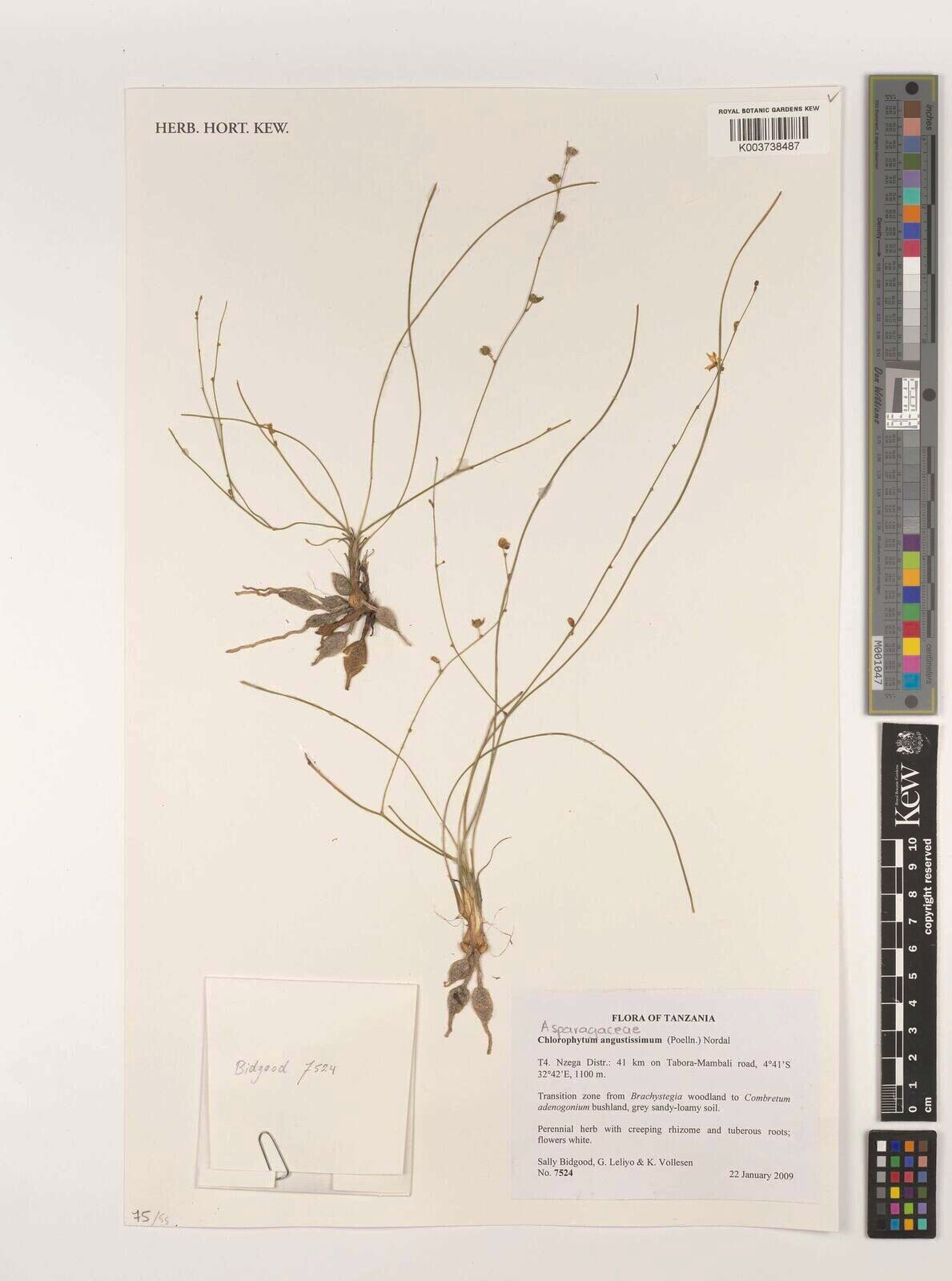 Chlorophytum angustissimum