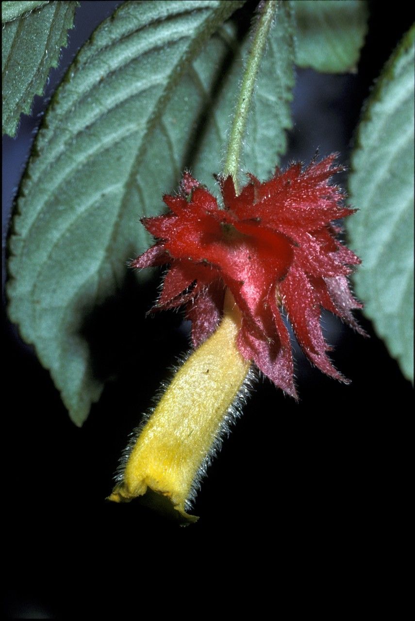 Columnea grisebachiana — search result for 'Columnea'