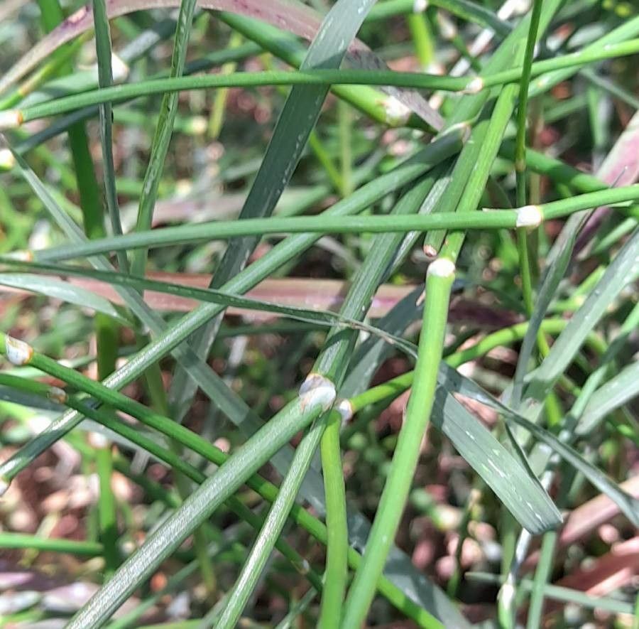 Ephedra tweedieana leaf