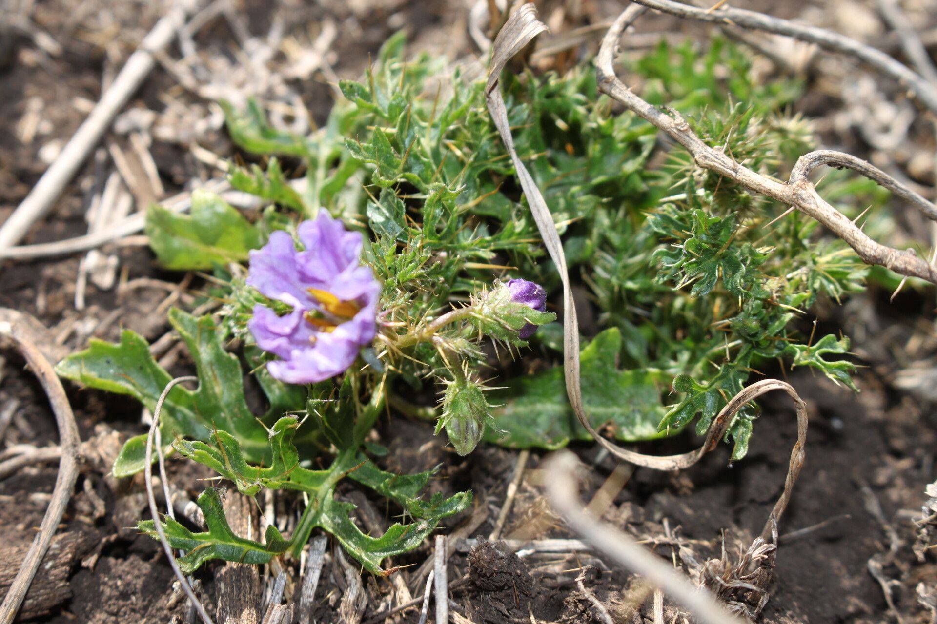 Solanum papaverifolium — houseplant care guide