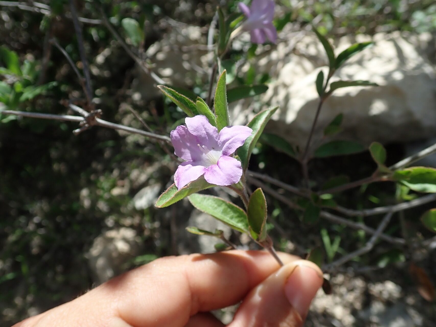 Ruellia fiherenensis — search result for 'Ruellia'
