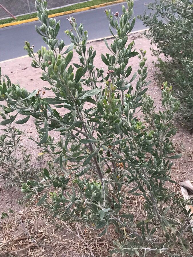 Pluchea sericea habit