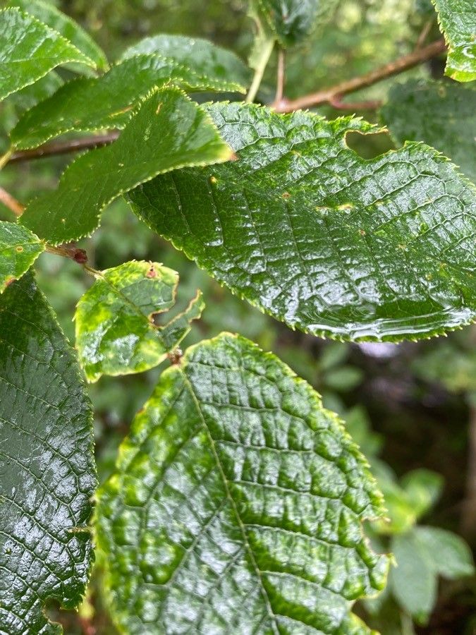 Rosa coriifolia — houseplant care guide