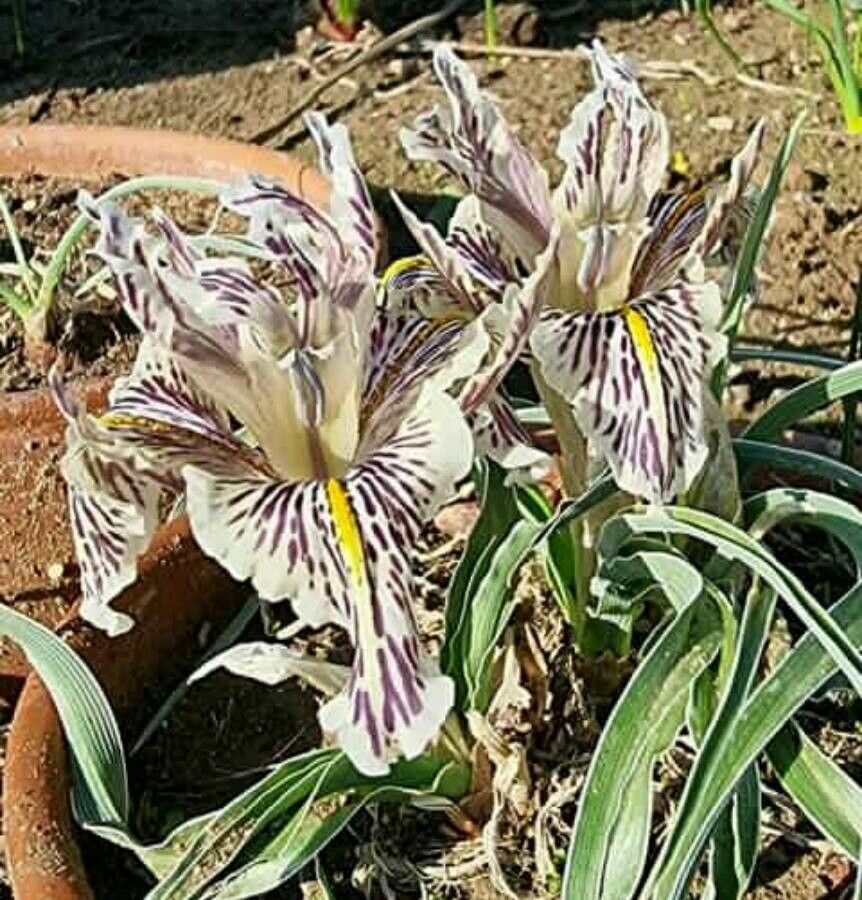 Iris edomensis — houseplant care guide