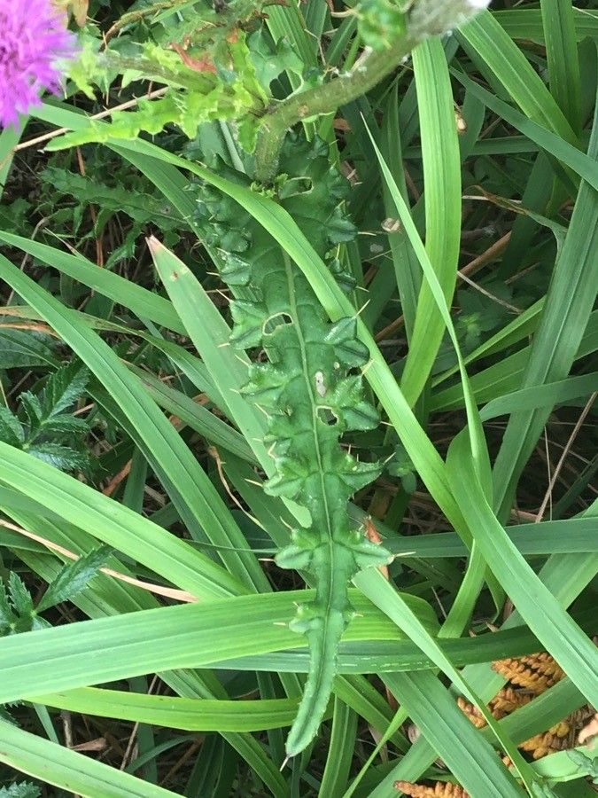 Cirsium palustre — search result for 'Cirsium'