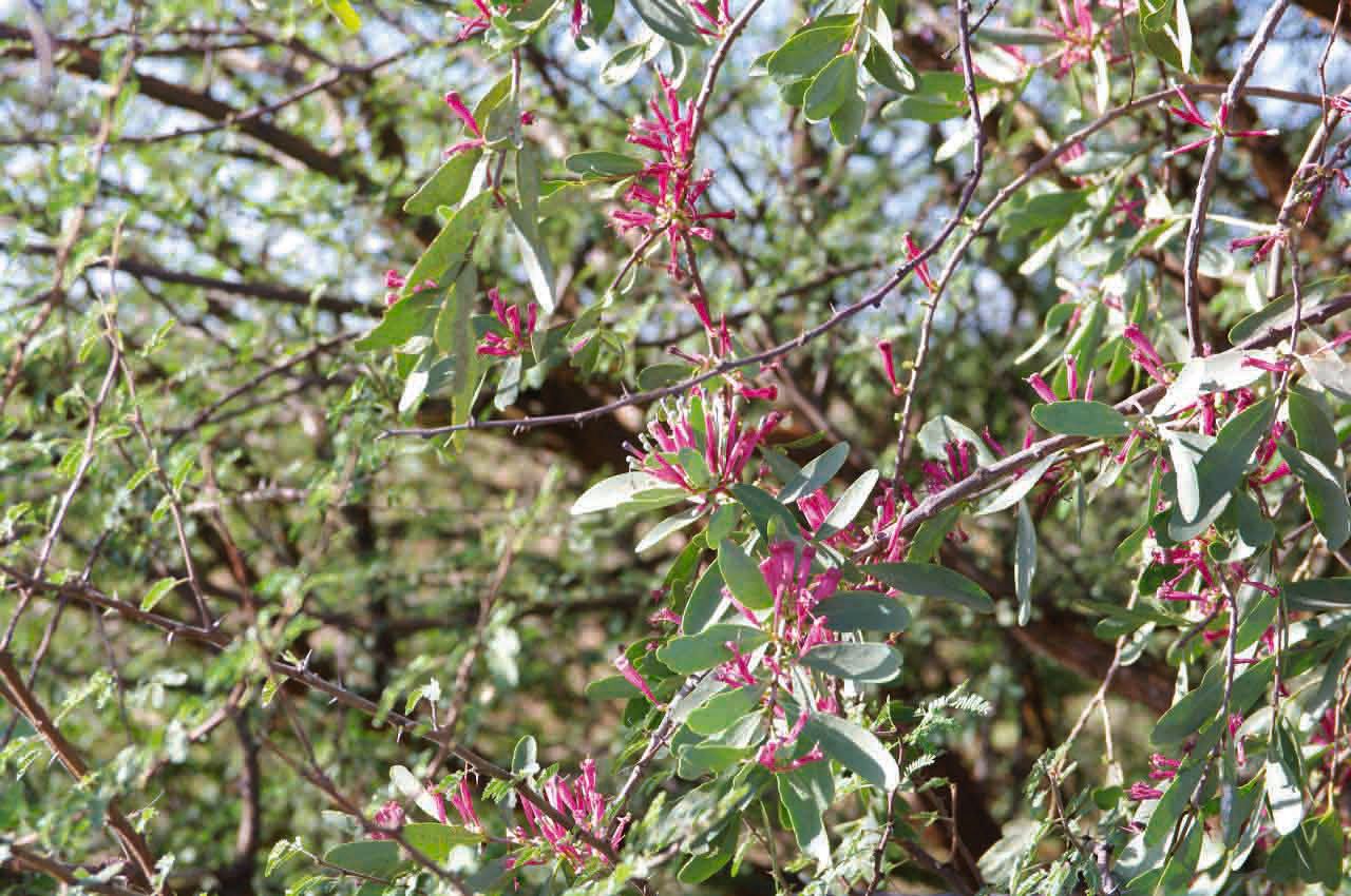 Tapinanthus globiferus — houseplant care guide