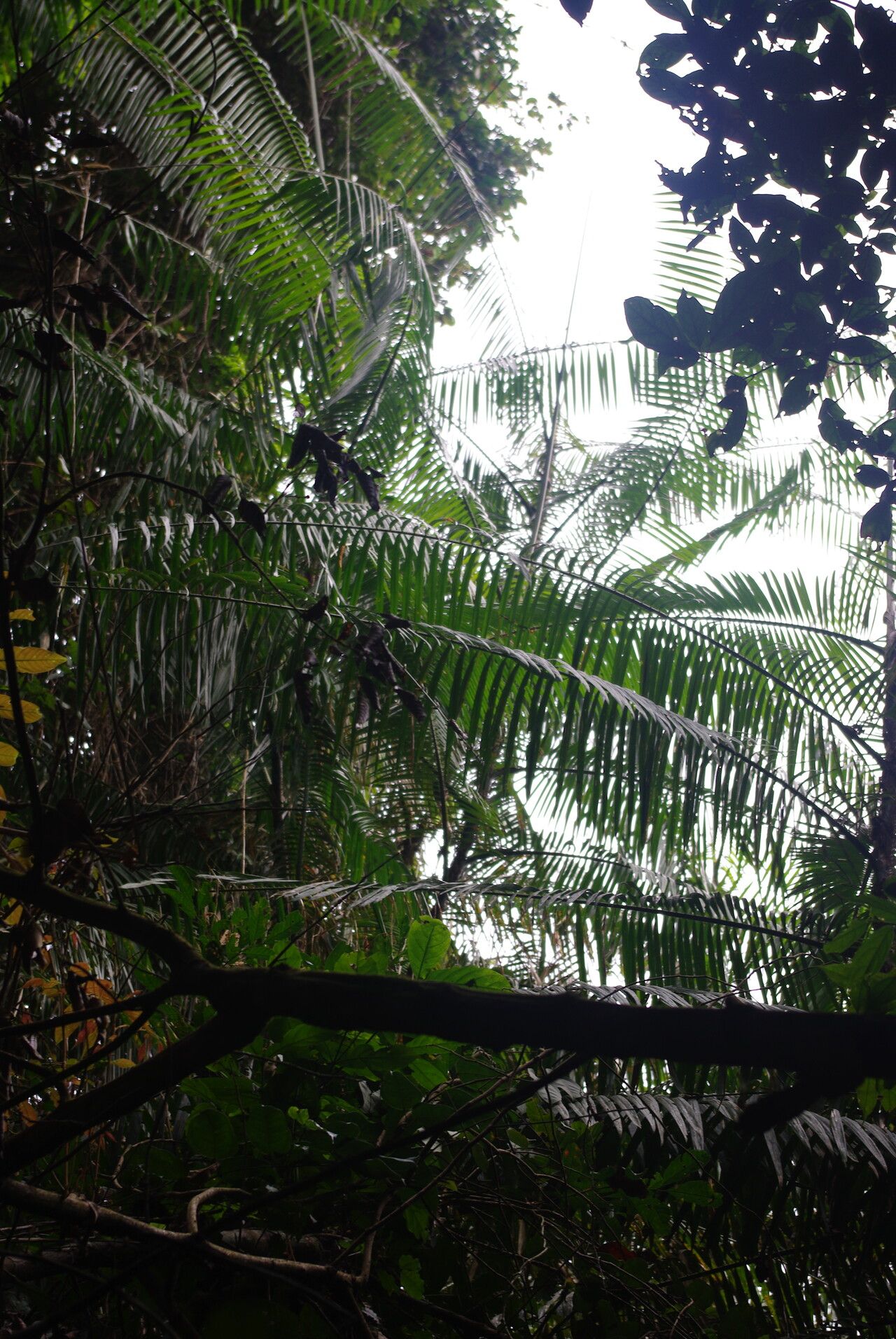 Laccosperma robustum habit