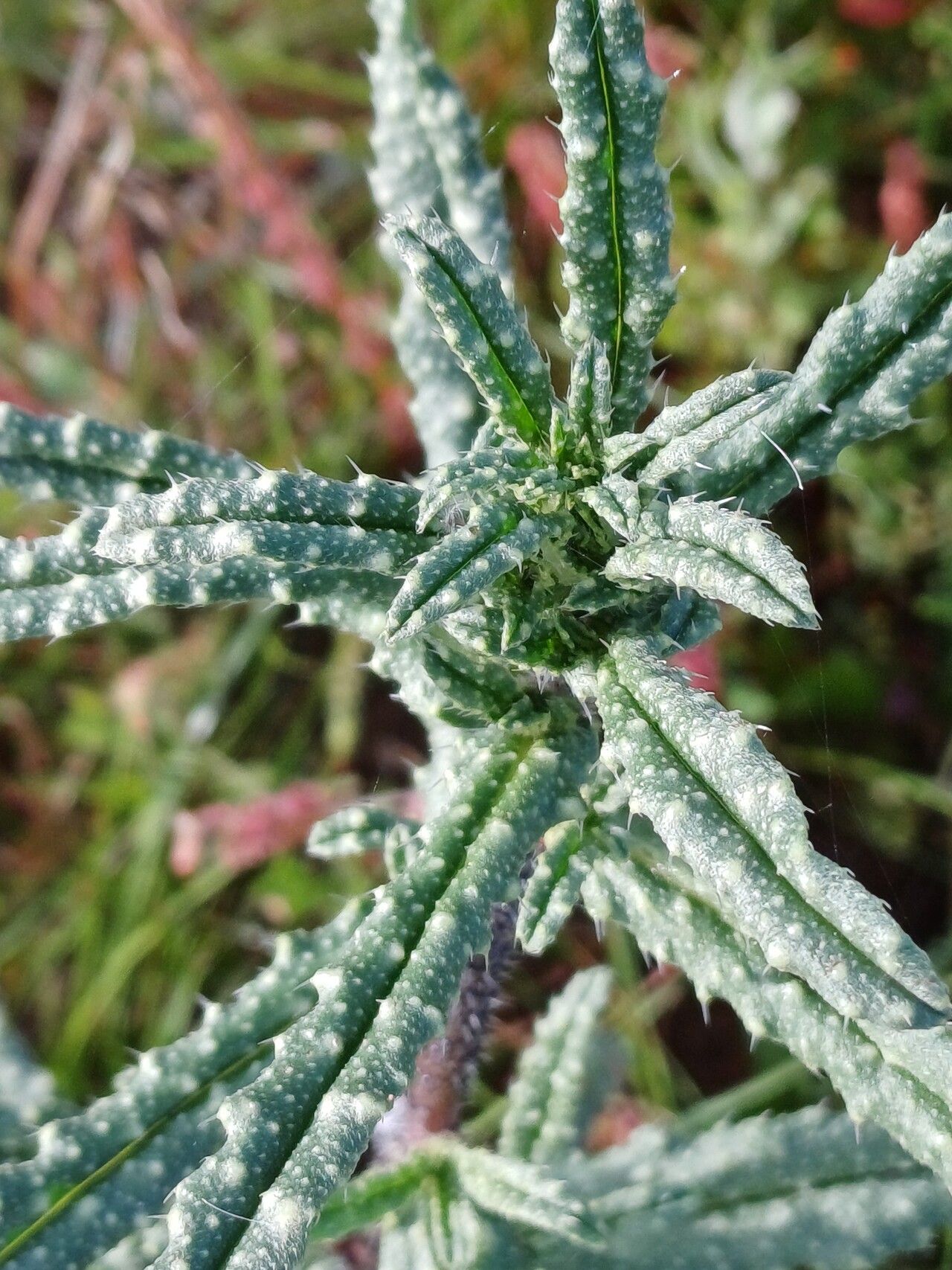Anchusa cretica flower