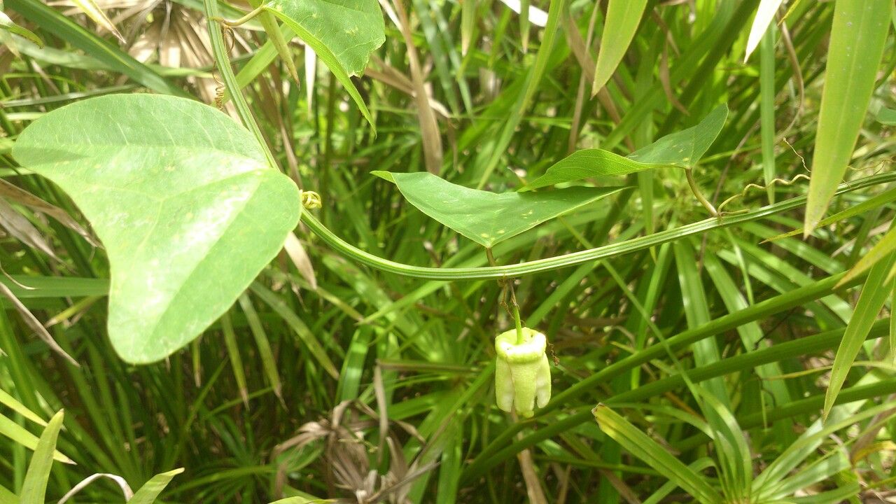 Passiflora biflora — search result for 'Venezuela'