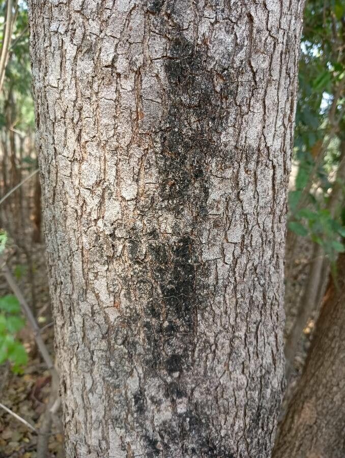 Pterocarpus santalinus bark