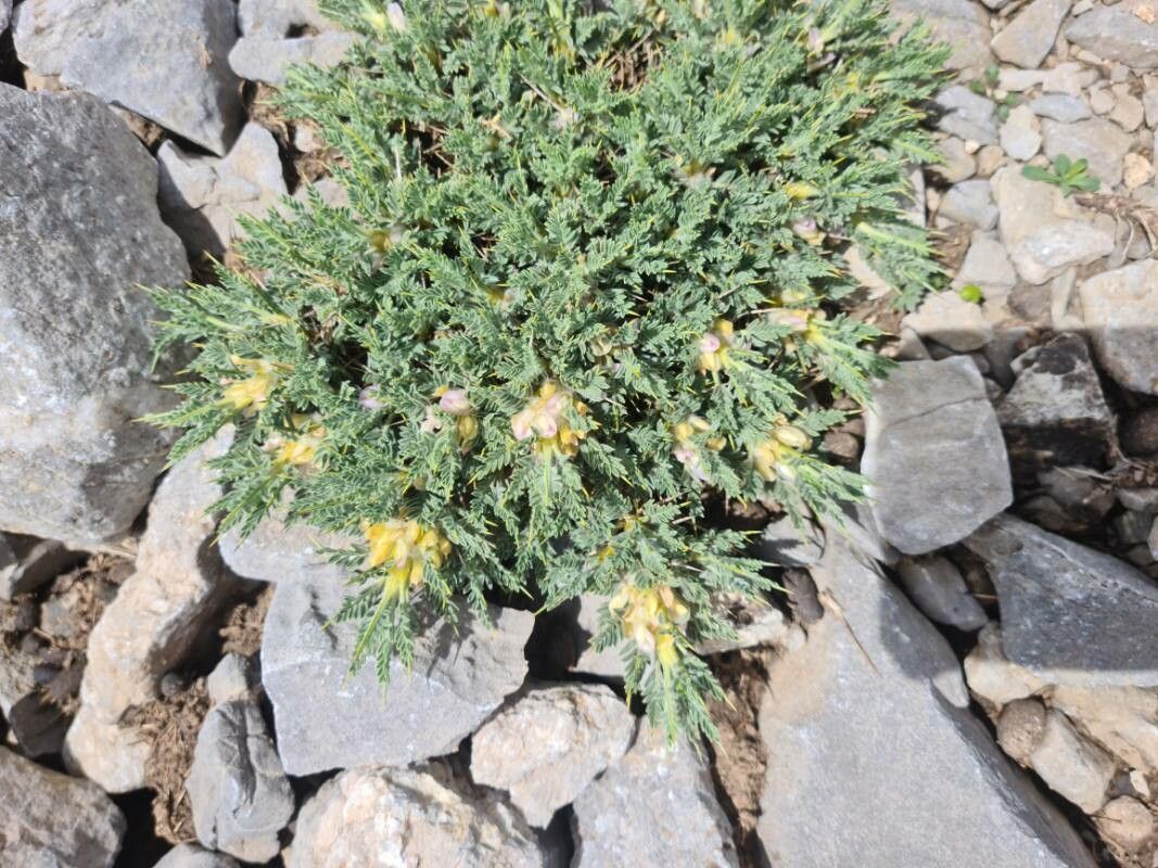 Astragalus creticus habit