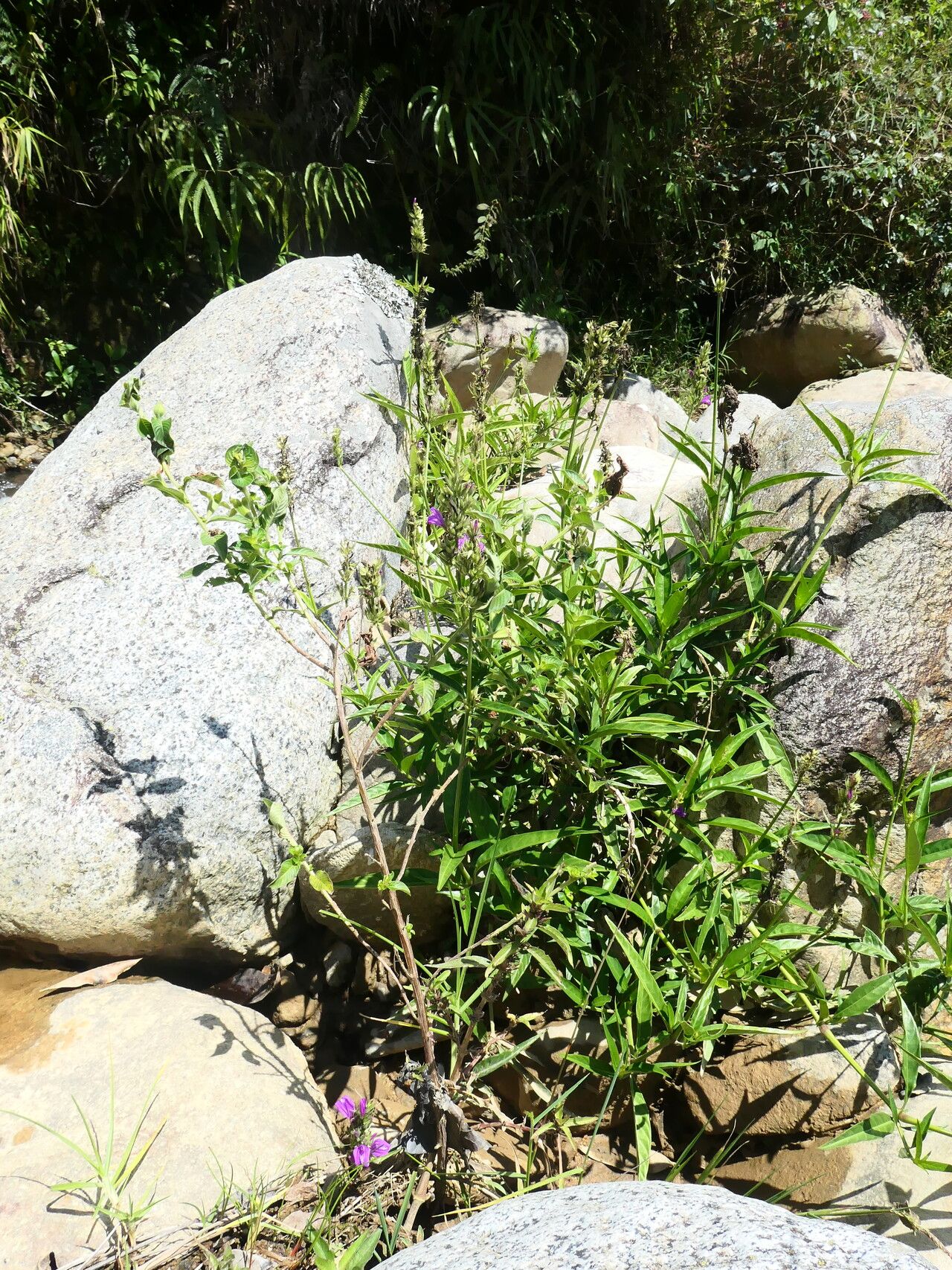 Justicia filibracteolata habit