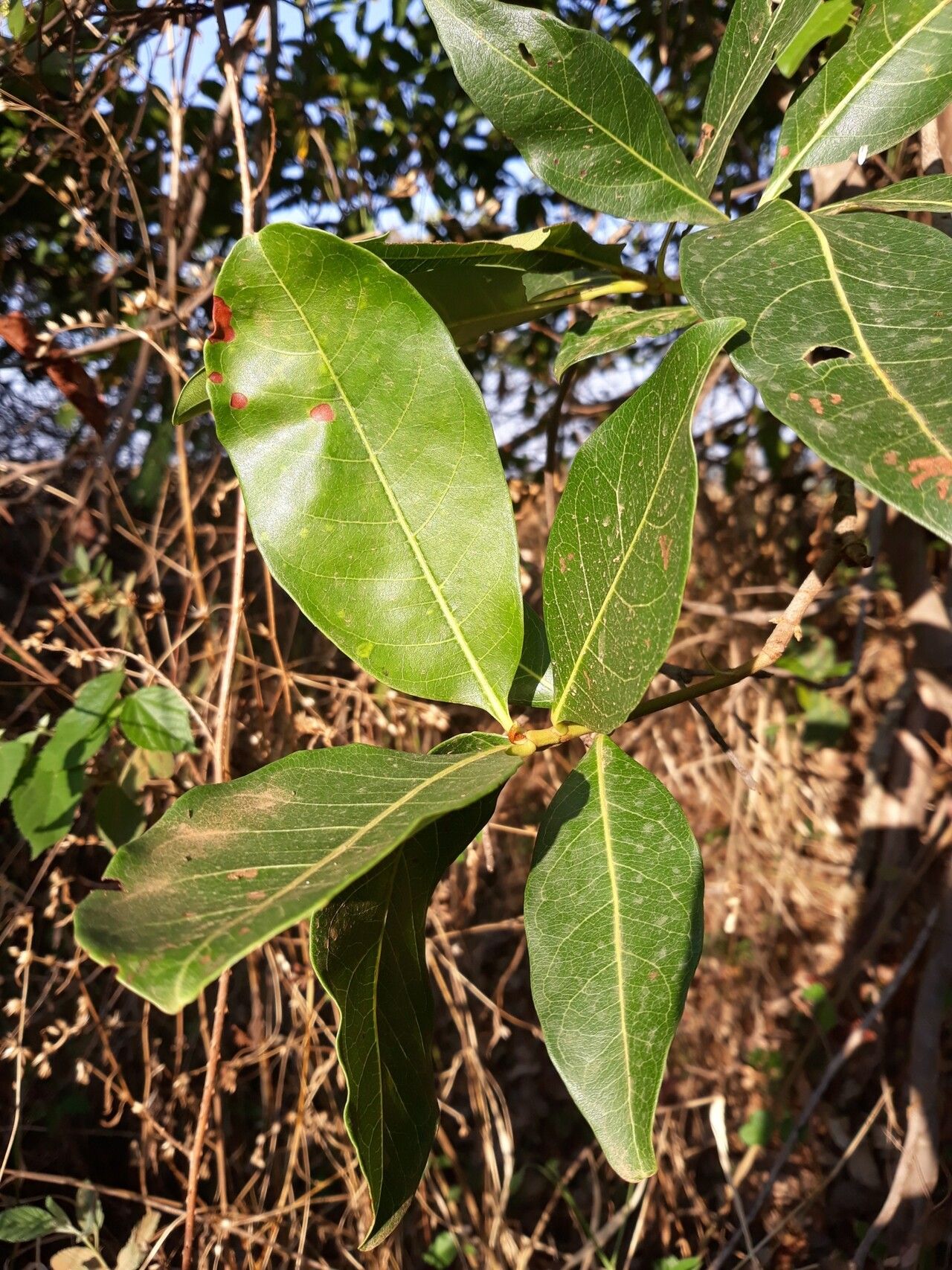 Byrsonima laxiflora — houseplant care guide