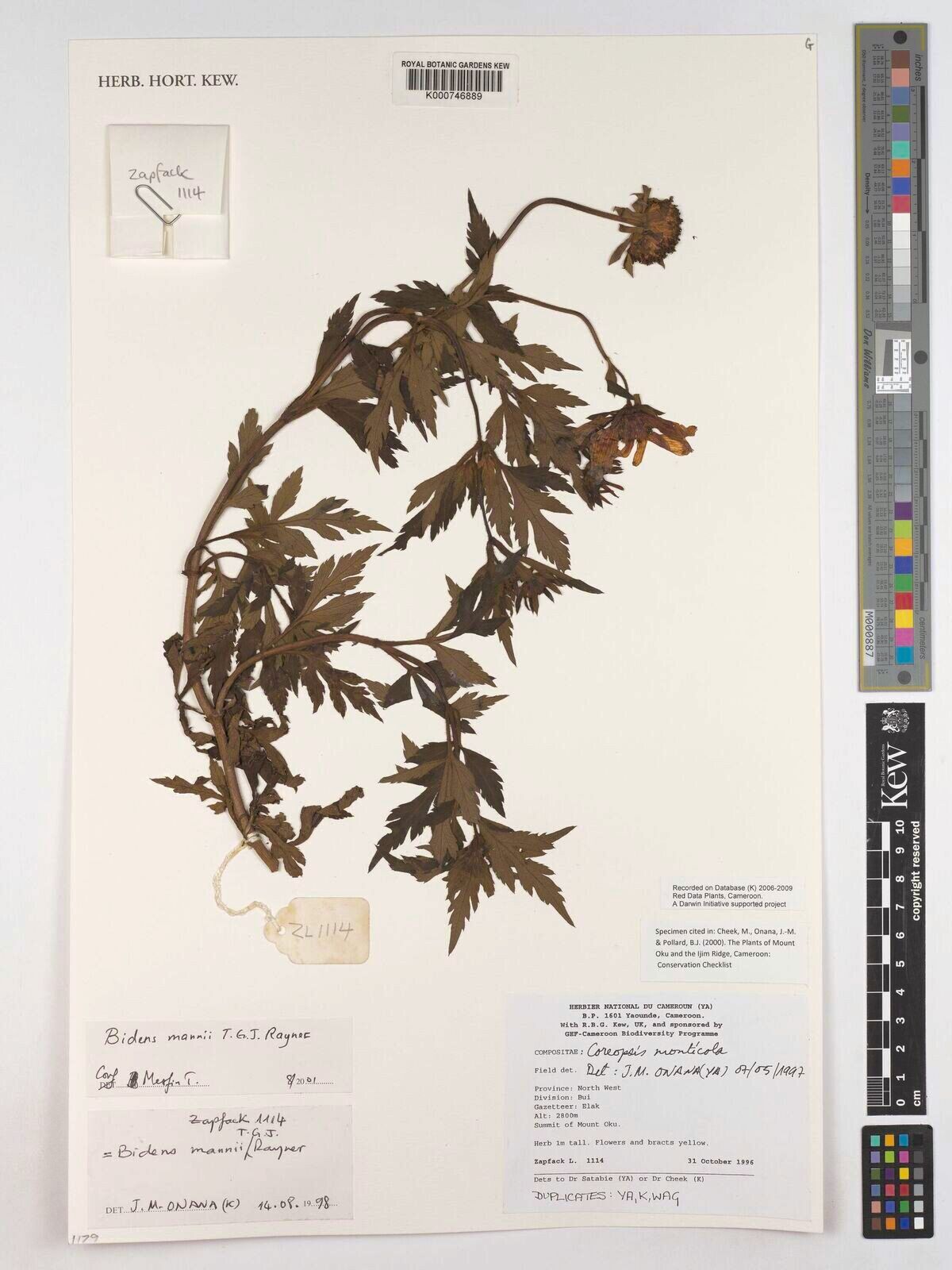 Bidens mannii — houseplant care guide