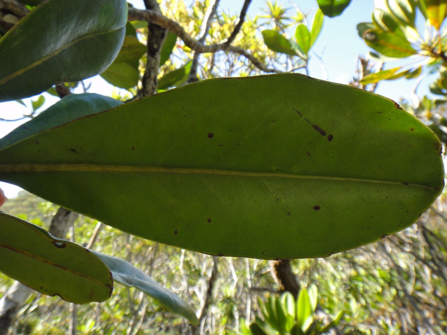 Strasburgeria robusta — houseplant care guide