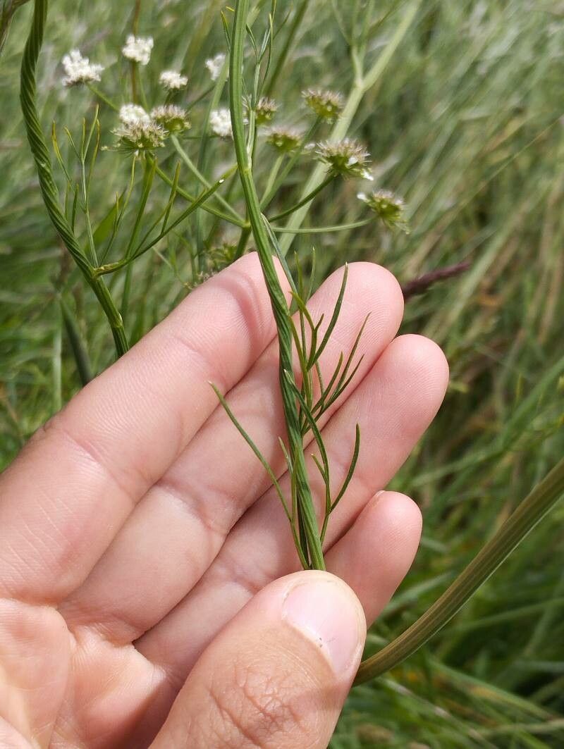 Oenanthe peucedanifolia leaf