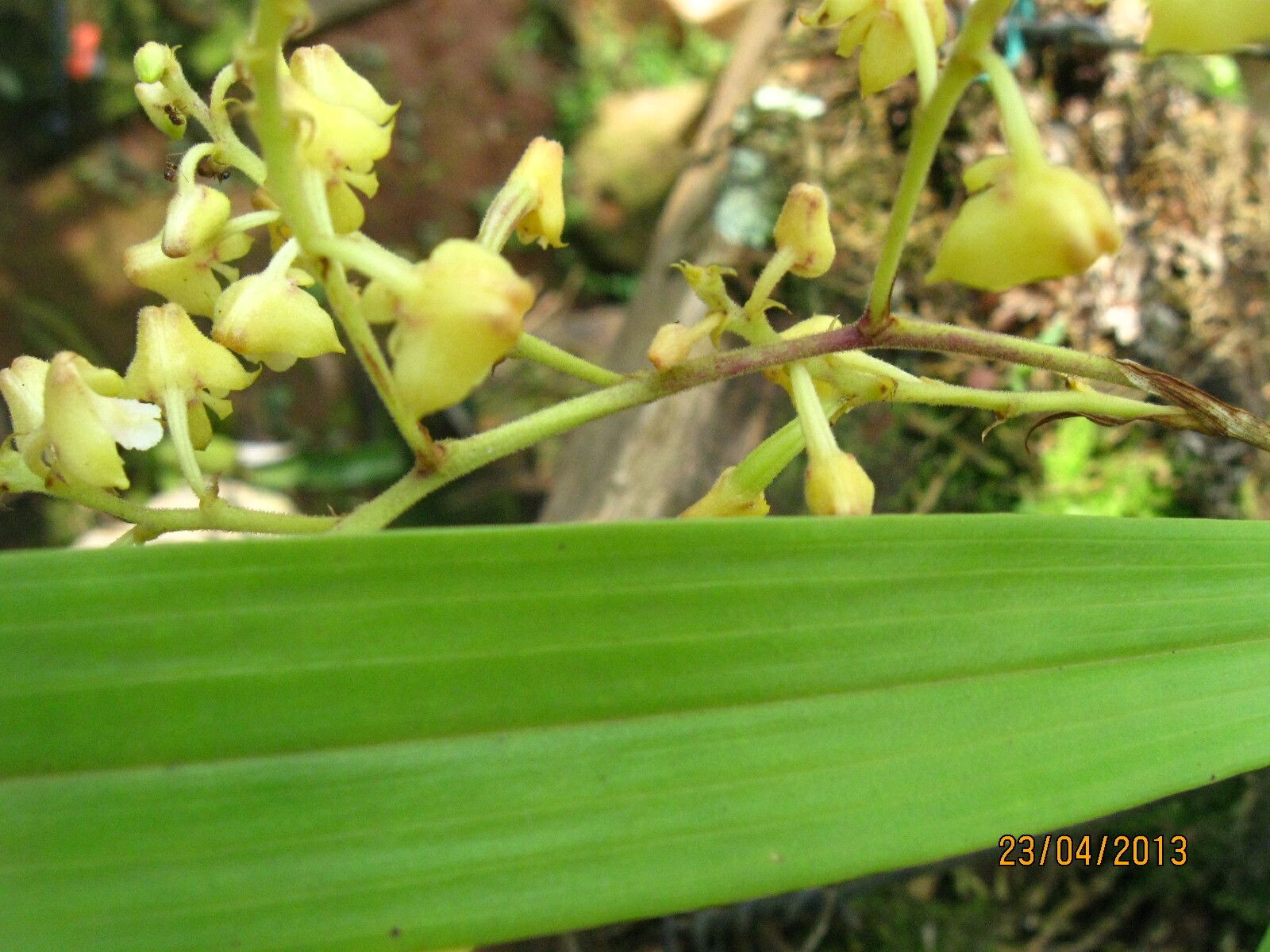 Polystachya odorata leaf