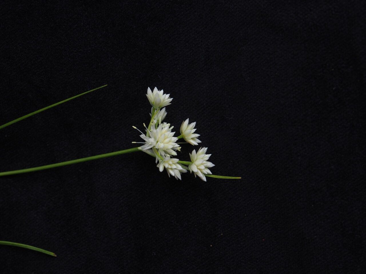 Juncus allioides habit