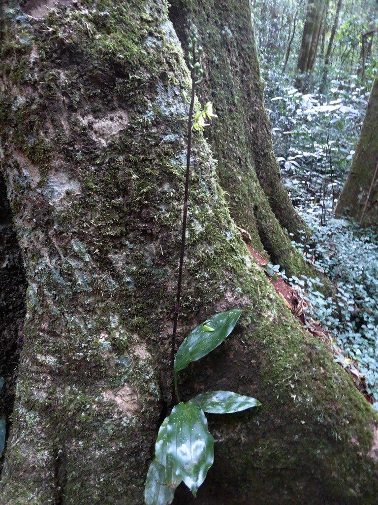 Eulophia ambrensis habit