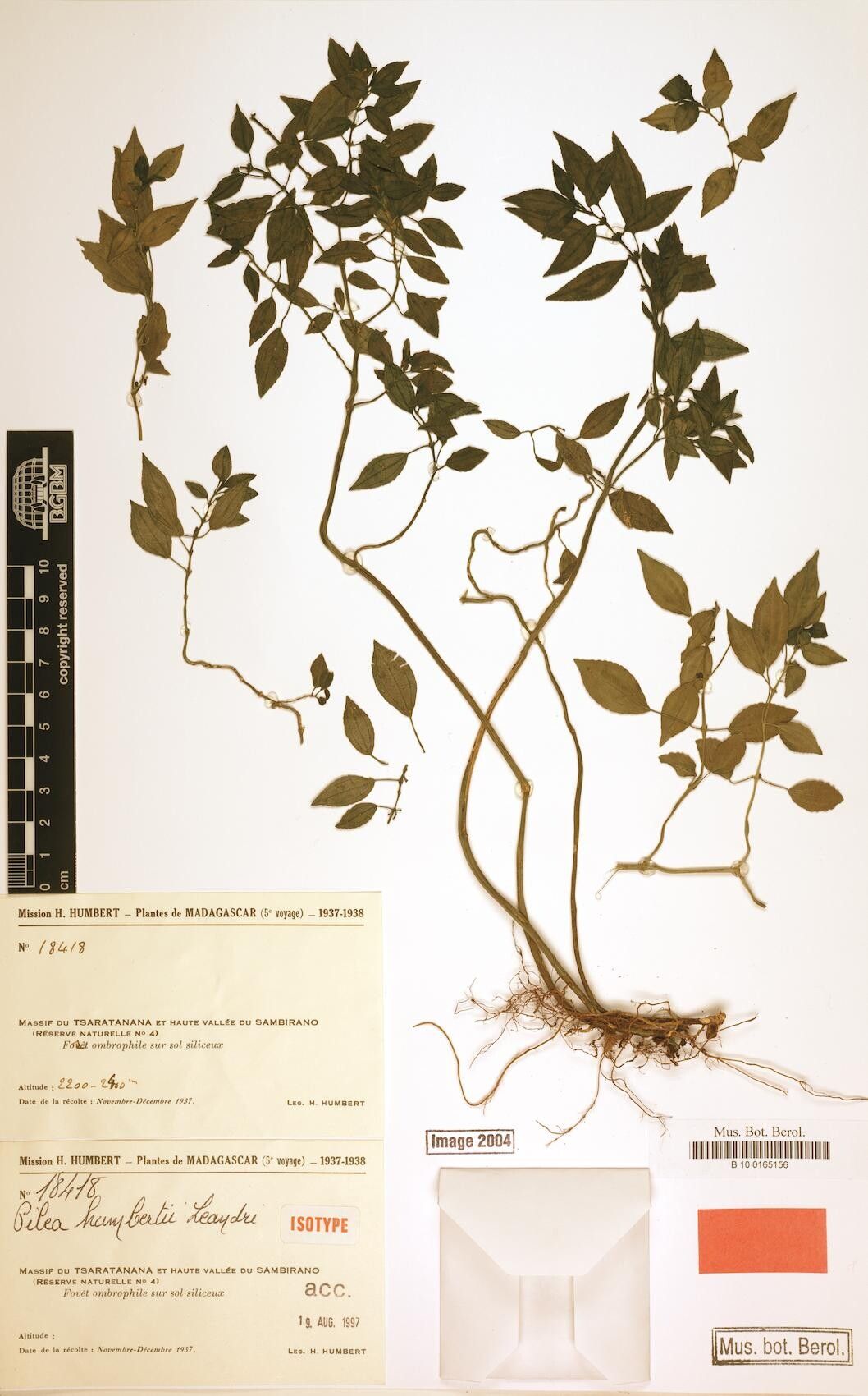 Pilea humbertii — search result for 'Pilea'