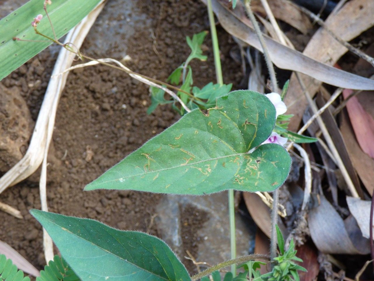 Ipomoea eriocarpa leaf