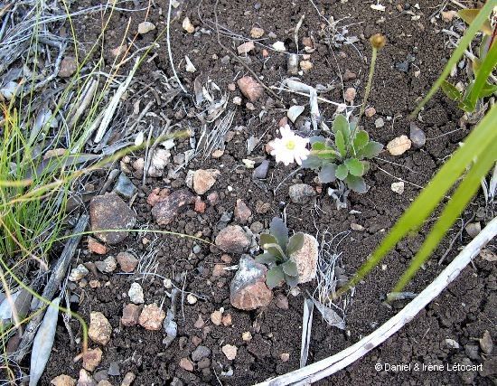 Lagenophora lanata habit