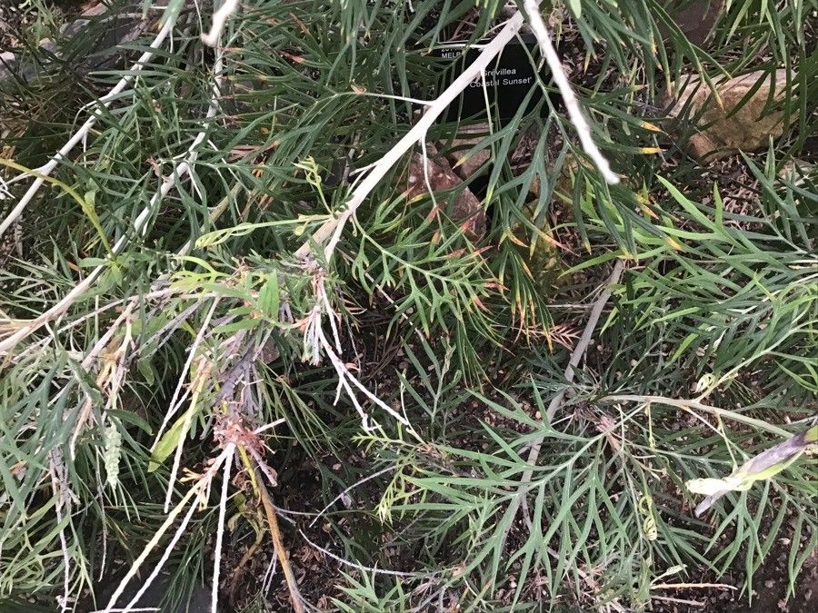 Rhodanthe condensata — related species from the same genus