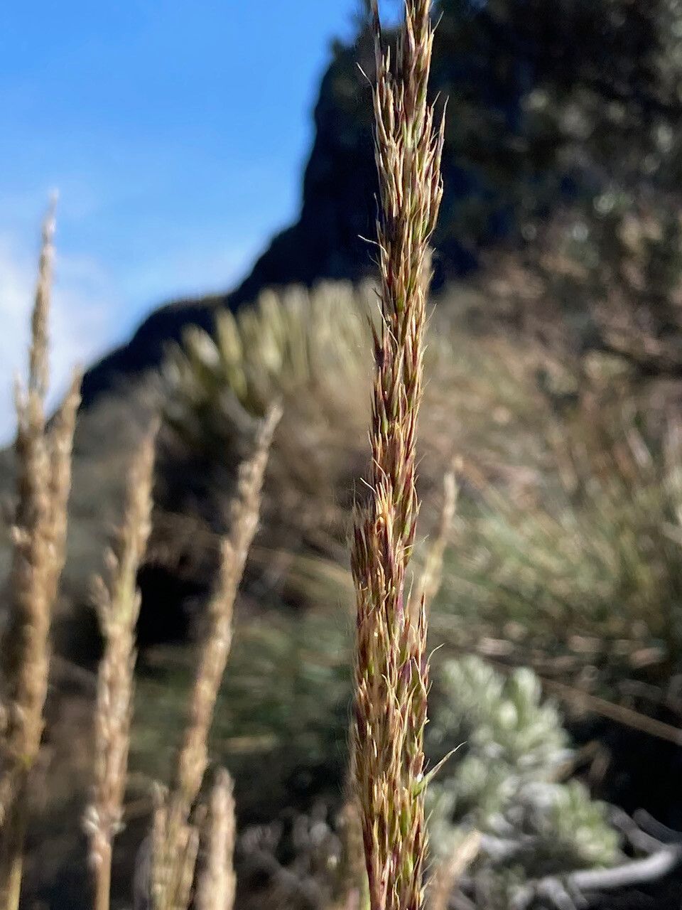 Calamagrostis recta flower