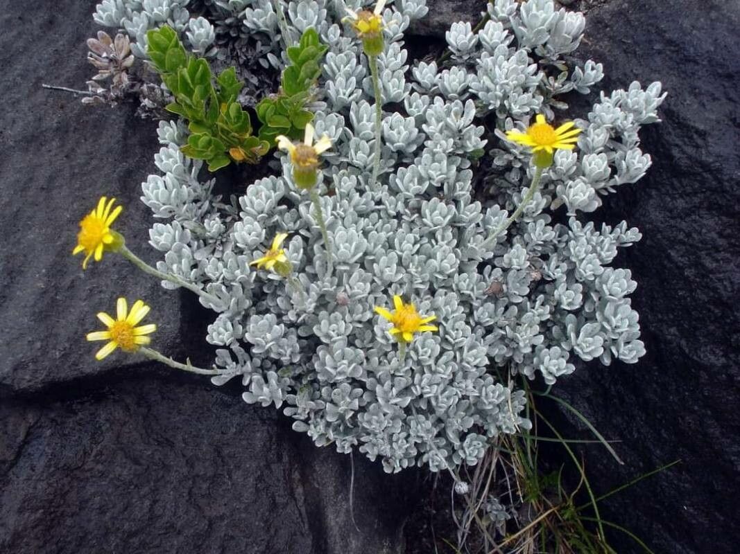 Jacobaea uniflora flower