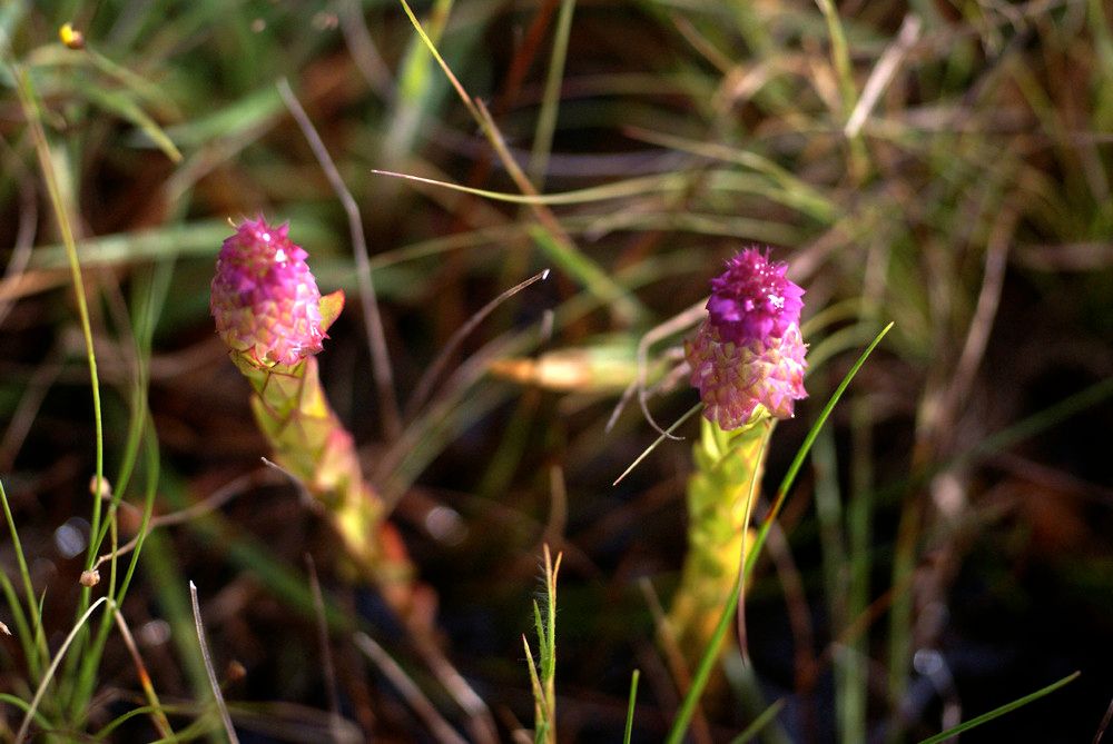 Polygala timoutou — houseplant care guide
