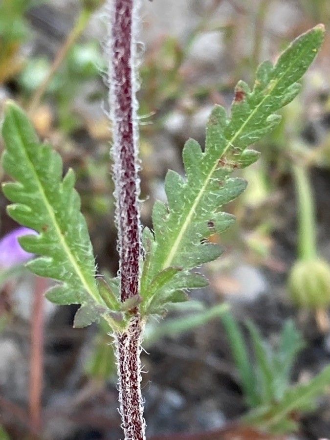 Cleonia lusitanica leaf