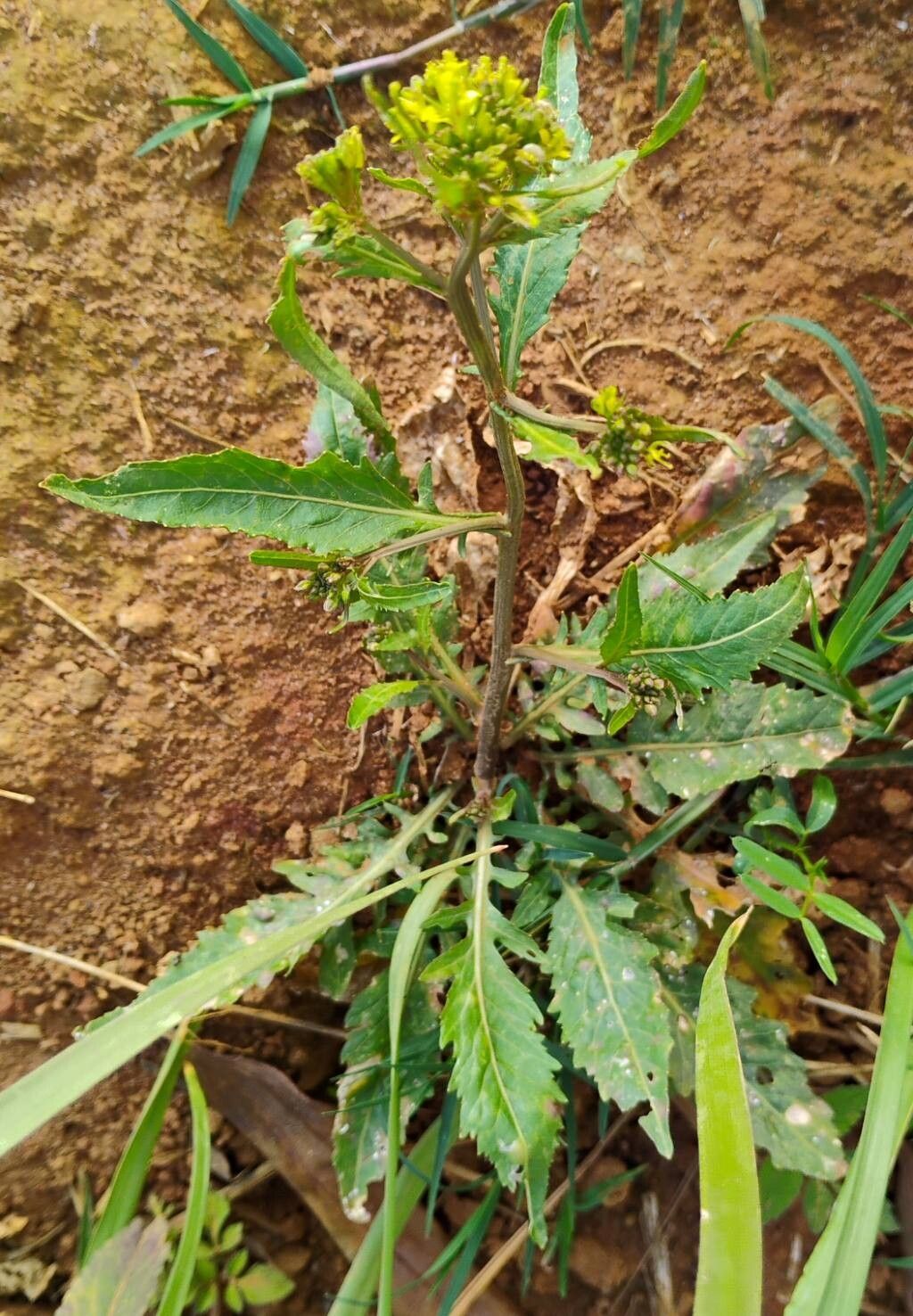 Rorippa indica — search result for 'Rorippa'