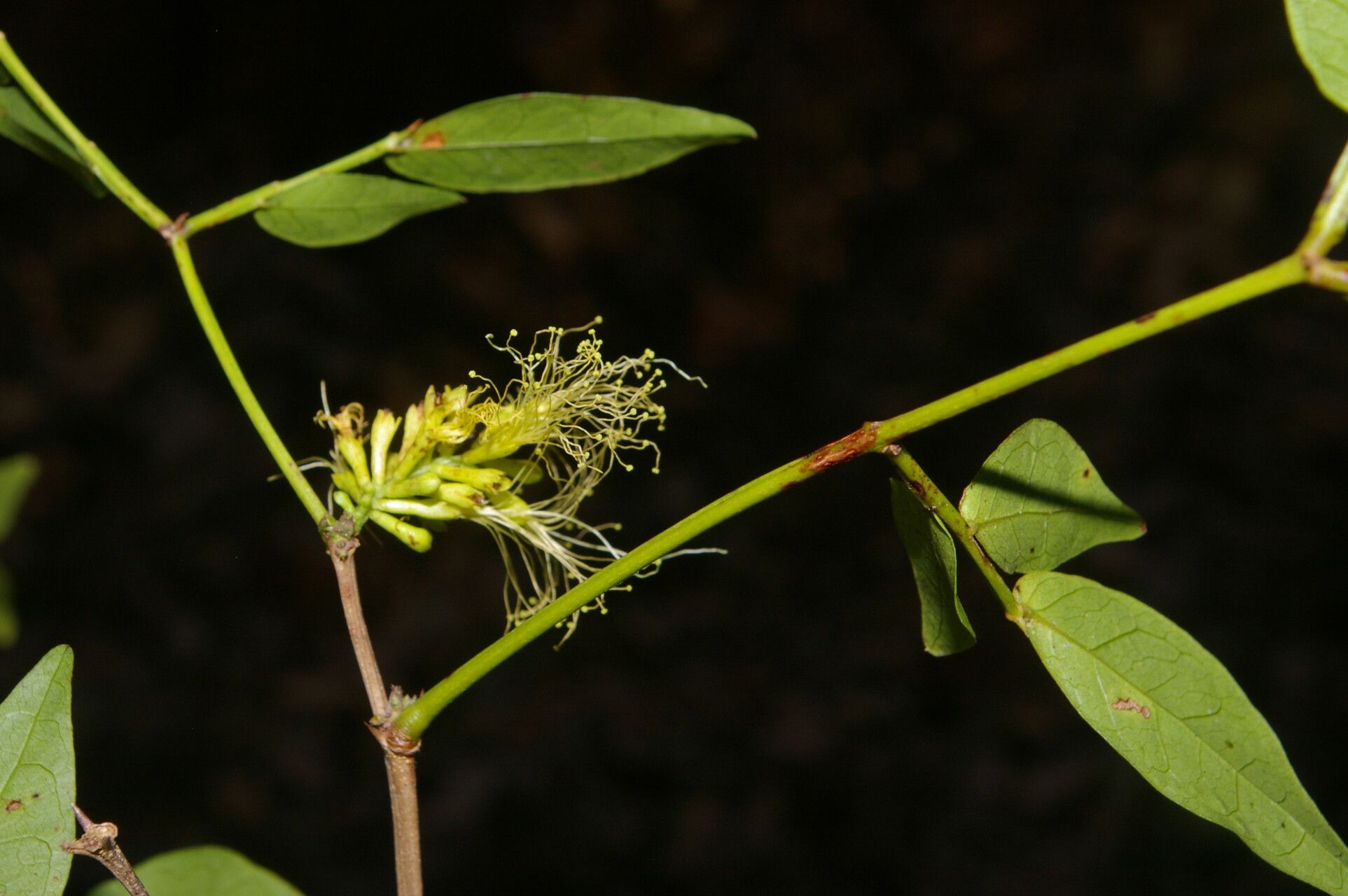 Pithecellobium bipinnatum flower