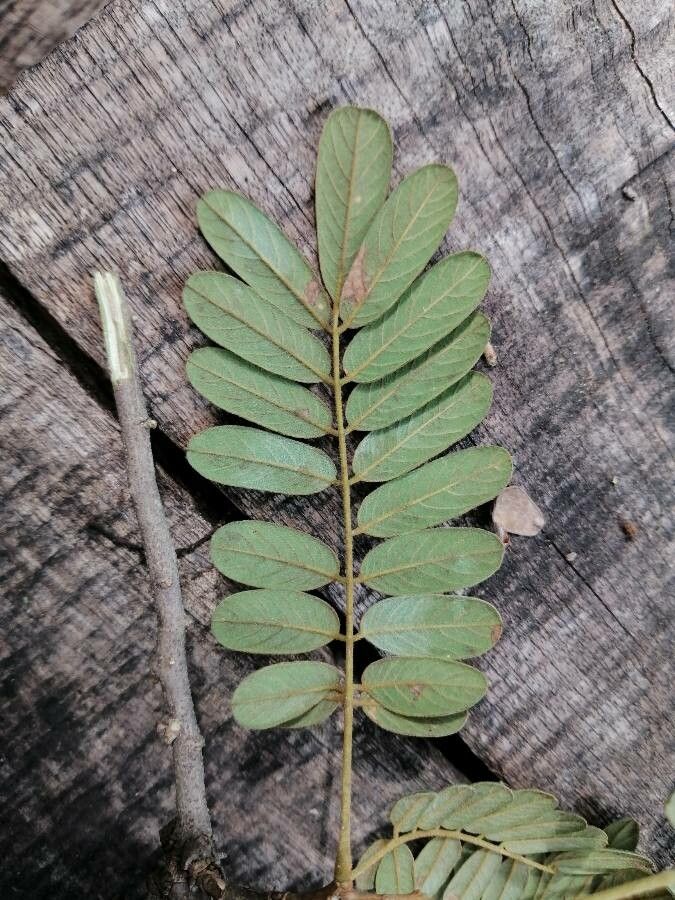 Lonchocarpus rugosus leaf