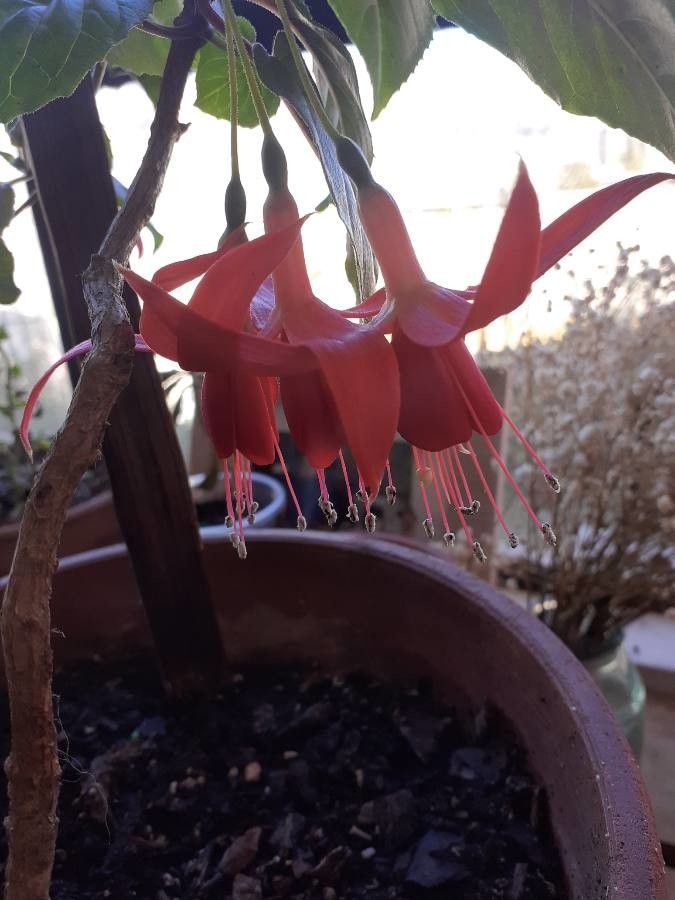 Fuchsia lycioides flower