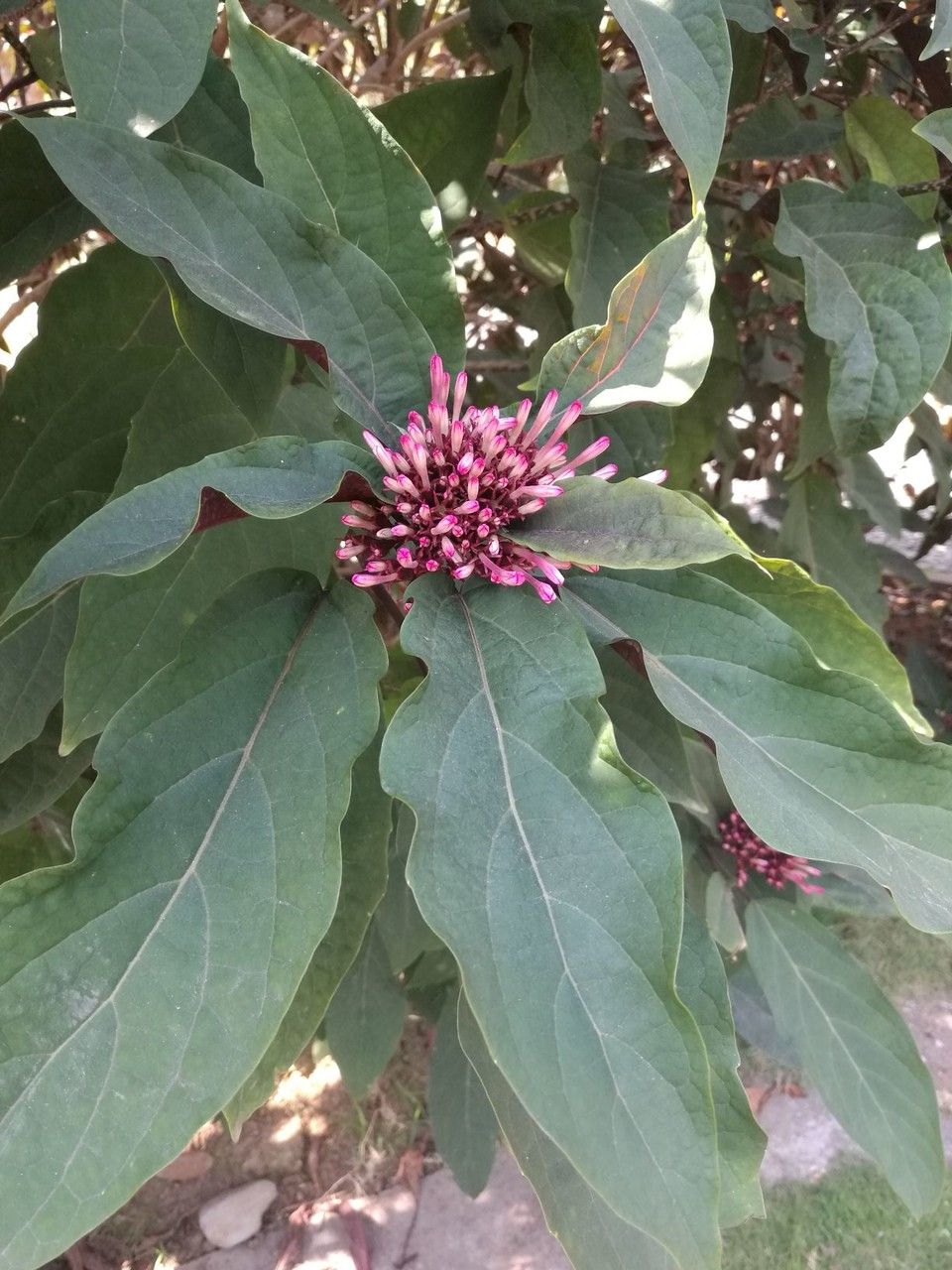 Clerodendrum quadriloculare