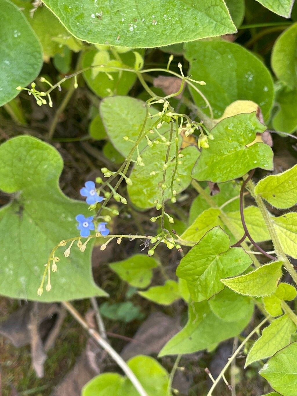 Brunnera orientalis habit