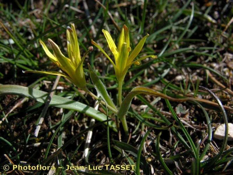 Gagea × pomeranica other