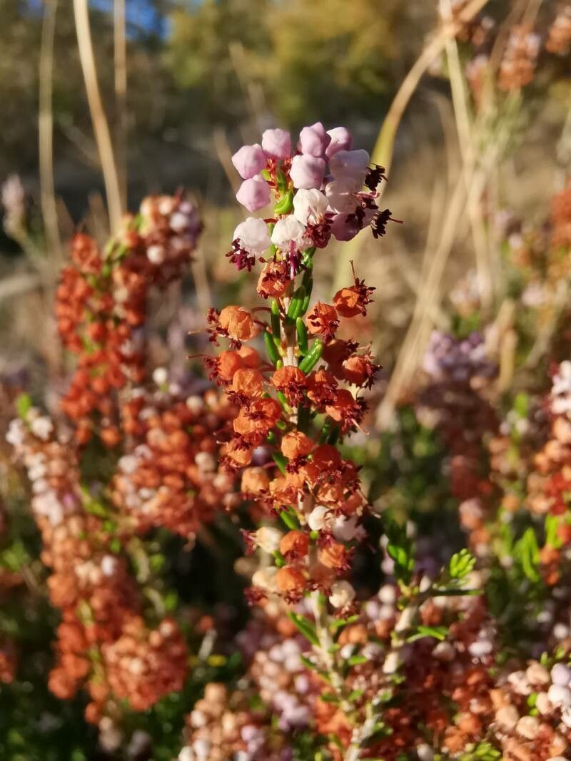 Erica manipuliflora fruit