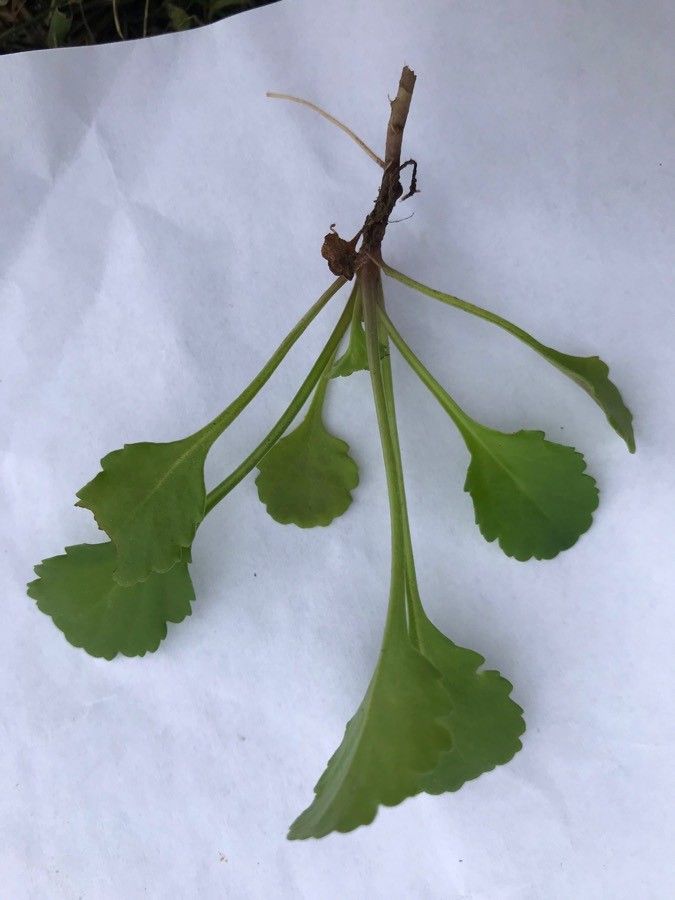 Leucanthemum cuneifolium — houseplant care guide