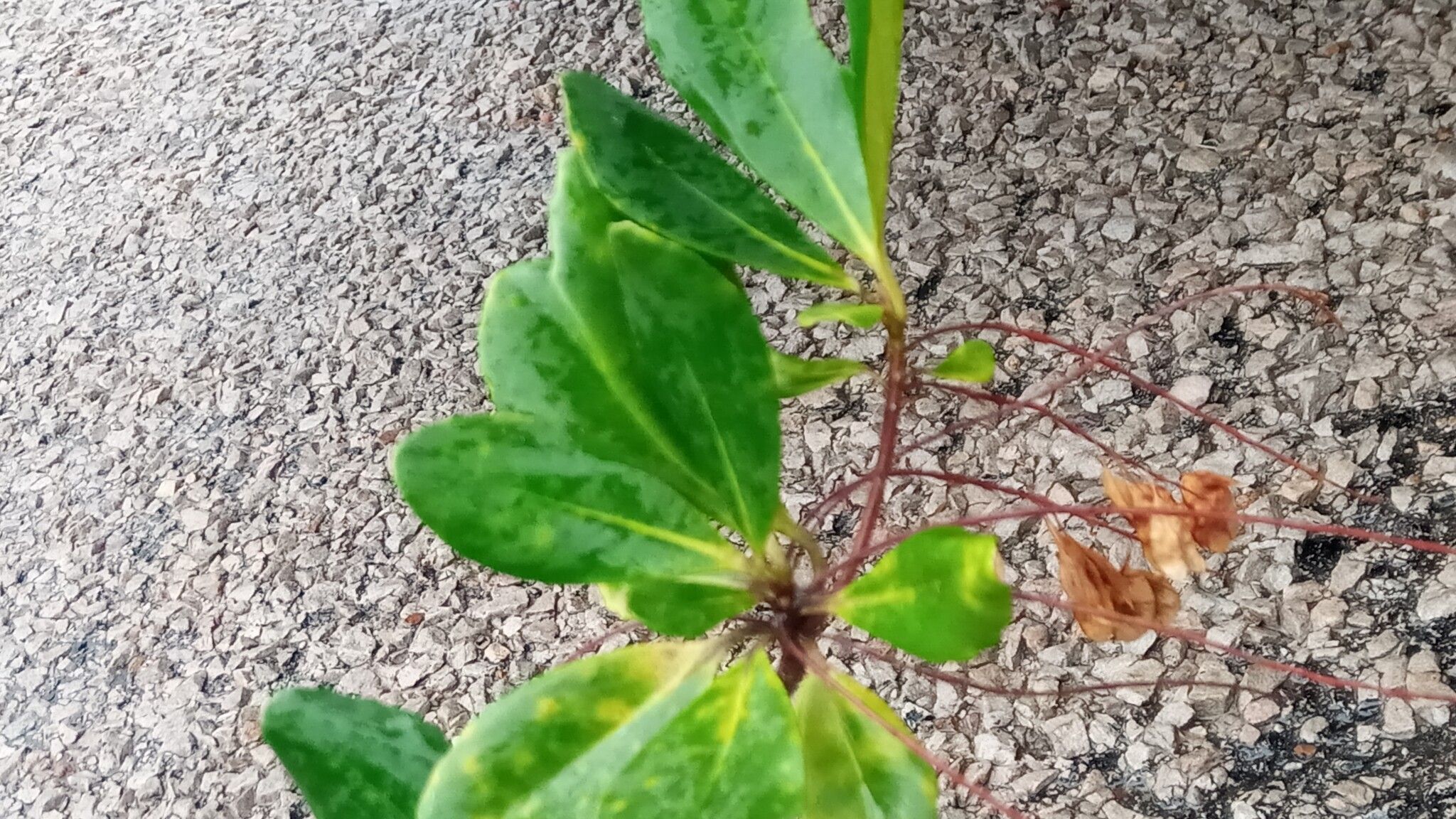 Terminalia perrieri — search result for 'Terminalia'