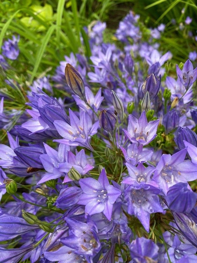 Triteleia laxa flower
