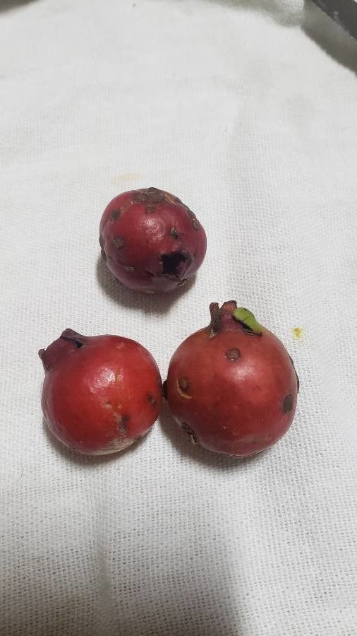Psidium cattleyanum fruit
