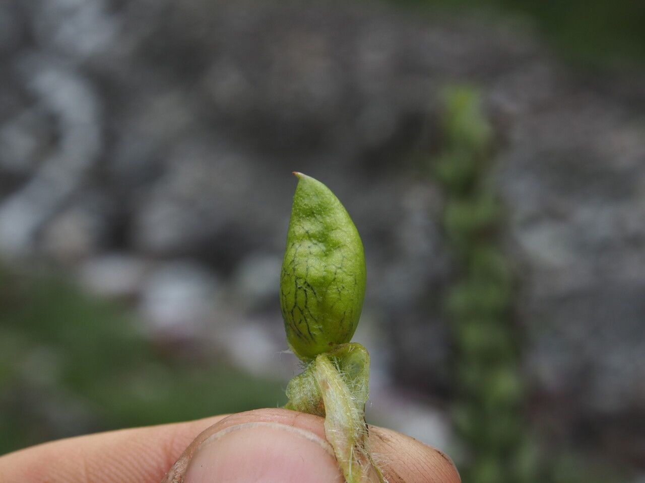 Pedicularis anserantha other