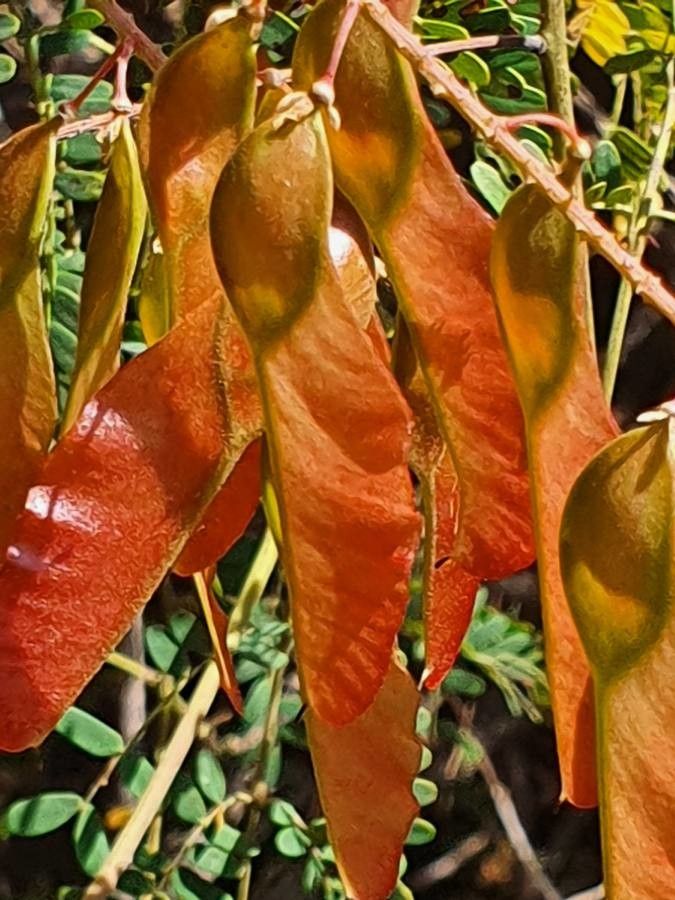Pterolobium stellatum fruit
