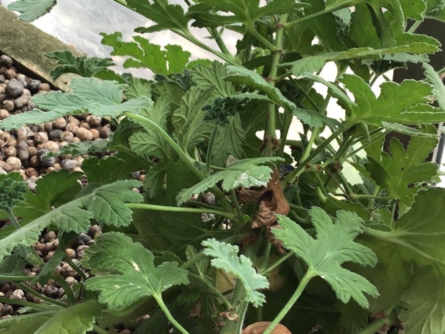 Pelargonium hispidum — houseplant care guide