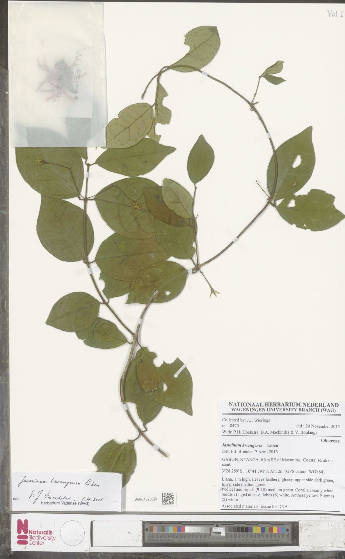 Jasminum kwangense — houseplant care guide