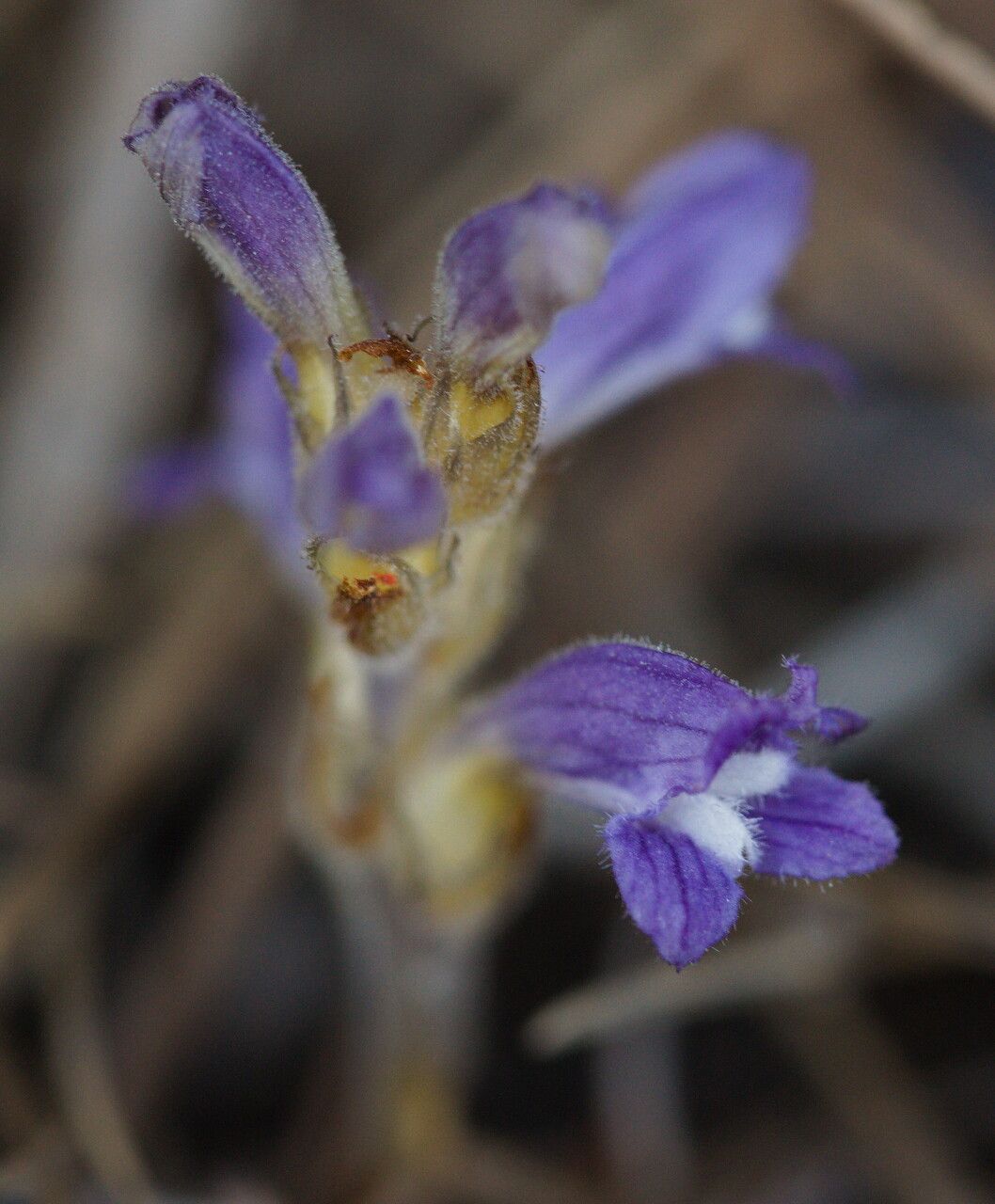Orobanche nana — houseplant care guide