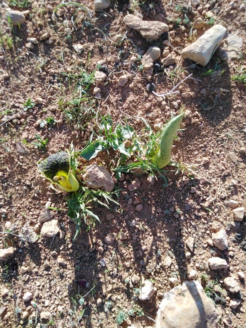 Eminium spiculatum habit